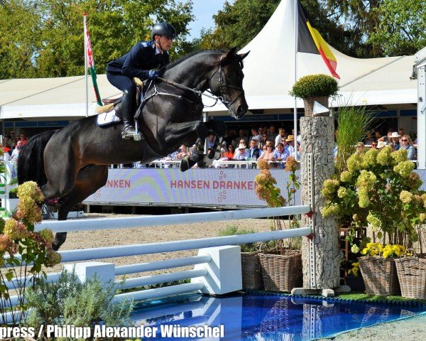 stallion Nucaro (Westphalian, 2012, from Numero Uno)