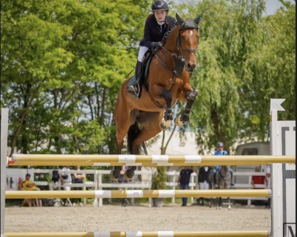 jumper Centina 26 (Oldenburg, 2016, from L.b. Casanova)