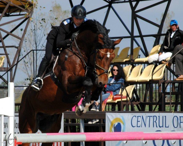 Springpferd Canavaro (Oldenburger, 2009, von Carrico)