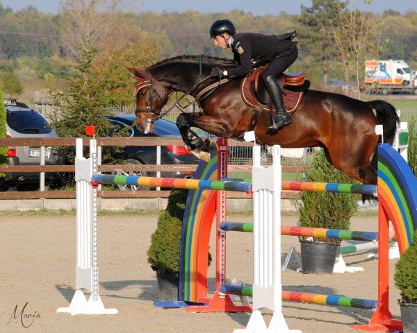 broodmare Bamboo (Oldenburg show jumper, 2006, from Bolero)