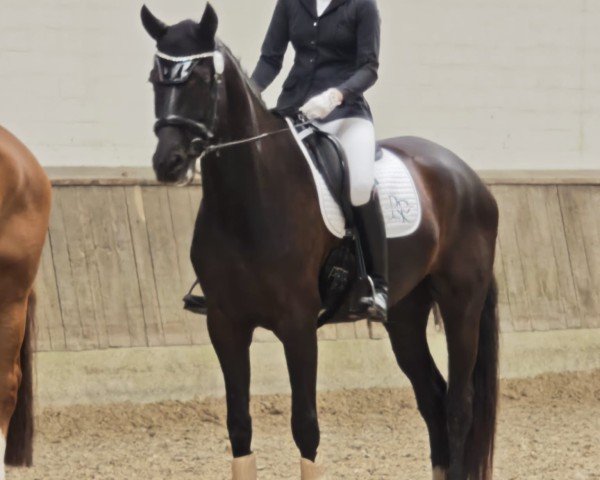 dressage horse Dilano TS (Rhinelander, 2020, from Danestos)