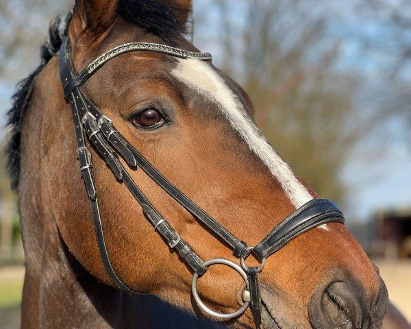 Springpferd Timney (Oldenburger Springpferd, 2014, von Toulon)