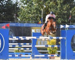 stallion Basquiat du Lozon (Selle Français, 2011, from Diamant de Semilly)