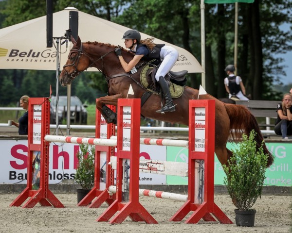 Springpferd Little Chestnut 4 (Oldenburger, 2014, von Landfein)