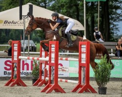 Springpferd Little Chestnut 4 (Oldenburger, 2014, von Landfein)