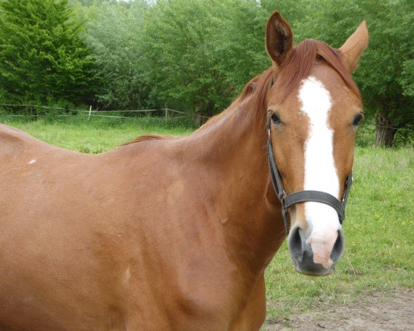 dressage horse Else TS (Westphalian, 2023, from Escolar)