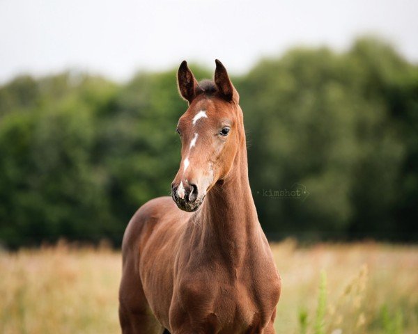 jumper Agathe C.G. (German Sport Horse, 2024, from Aberdeen Z)