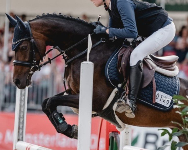 jumper Miss Cornflakes (German Riding Pony, 2015, from Miraculix)