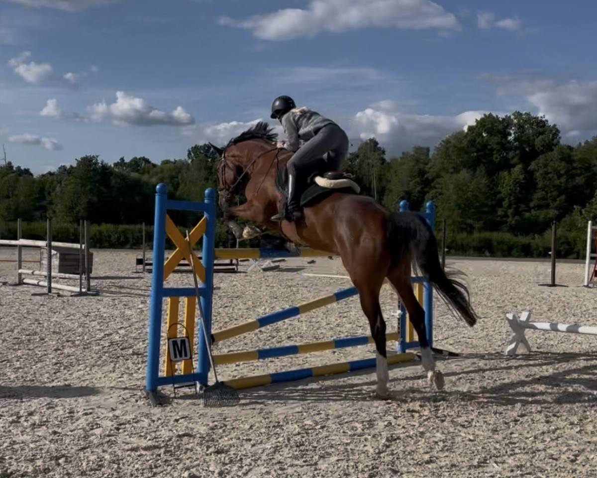 jumper Carlson H 3 (Holsteiner, 2019, from Cascadello)