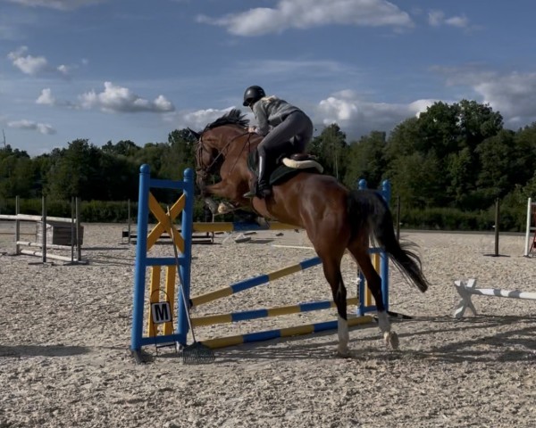 Springpferd Carlson H 3 (Holsteiner, 2019, von Cascadello)