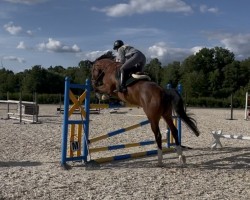 jumper Carlson H 3 (Holsteiner, 2019, from Cascadello)