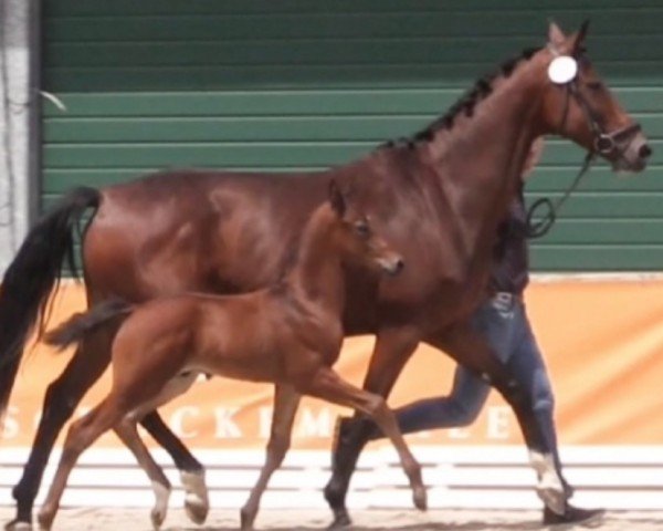 broodmare Loretta (Oldenburg, 2017, from Asgard's Ibiza)