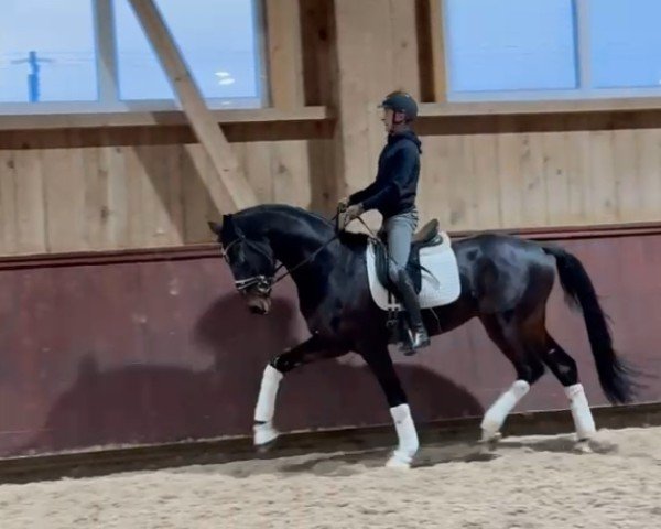dressage horse Lord Asgard MM (Oldenburg, 2022, from Lord Europe)