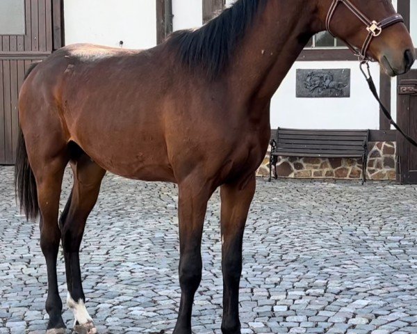 Dressurpferd Dream Horse S (Oldenburger, 2023, von Dynamic Dream)