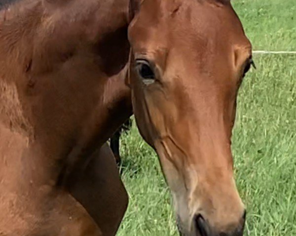 dressage horse Lorena Francis S. (Oldenburg, 2024, from Franklin)