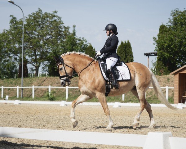 Dressurpferd Candy Crush 3 (Haflinger, 2013, von Walzertraum)