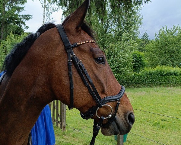 jumper Silvano B (Hanoverian, 2017, from Stolzenberg)