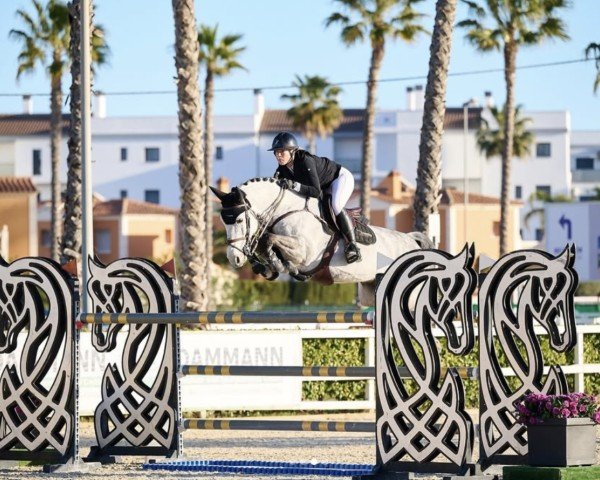 jumper Diaro 6 (Oldenburg show jumper, 2017, from Diaron OLD)