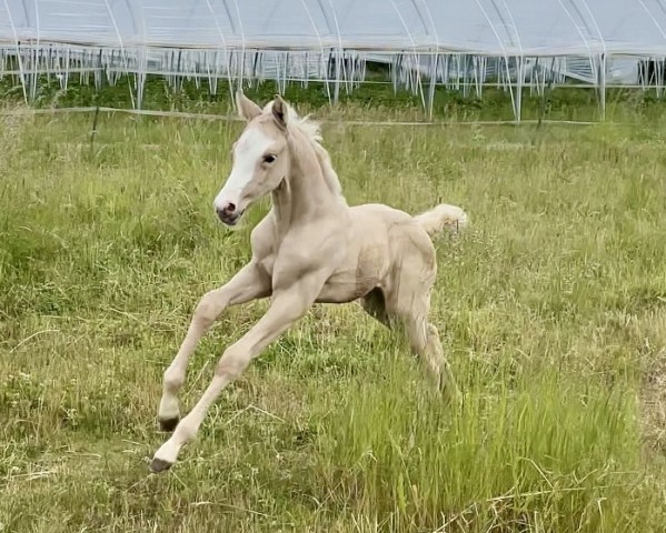foal by Marquise Pleasure Rimazi (anglo european sporthorse, 2025, from Mighty Pleasure KB)