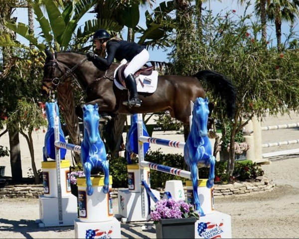 jumper Rodan (Belgian Warmblood, 2017, from Extra)