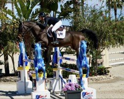 Springpferd Rodan (Belgisches Warmblut, 2017, von Extra)