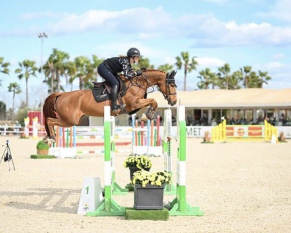 jumper Nova-Ley T (KWPN (Royal Dutch Sporthorse), 2018, from Cape Coral Rbf Z)