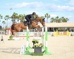 jumper Nova-Ley T (KWPN (Royal Dutch Sporthorse), 2018, from Cape Coral Rbf Z)