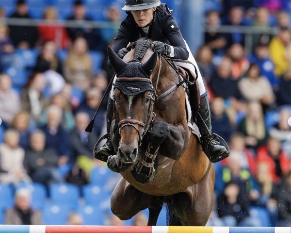 stallion Loveless (Holsteiner, 2011, from Lord Z)