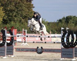 Springpferd Christa 27 (Holsteiner, 2012, von Christon)