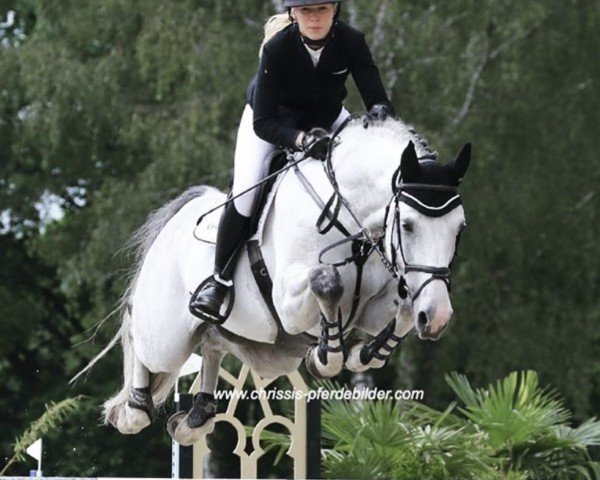 jumper Grey Silk (Hanoverian, 2012, from Grey Top)