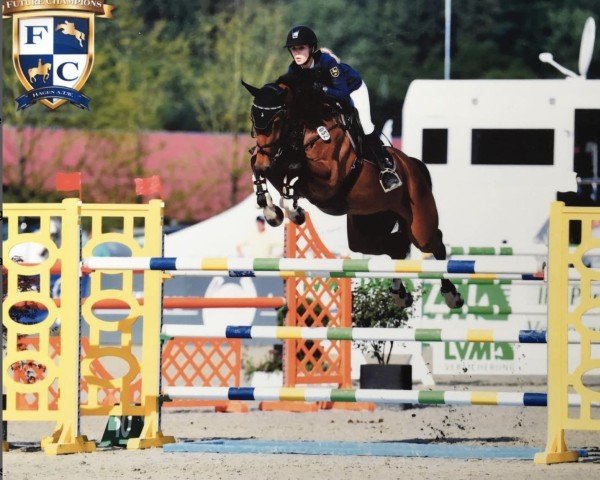 jumper Balduin 35 (Oldenburg, 2007, from Balou du Rouet)