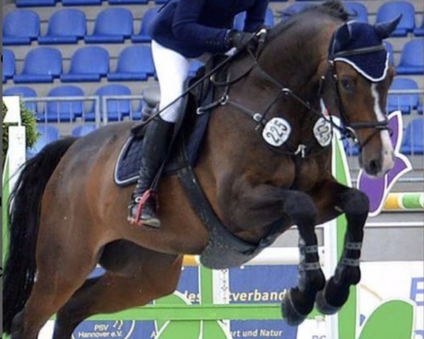 jumper Carat 120 (Holsteiner, 2009, from Caretino)
