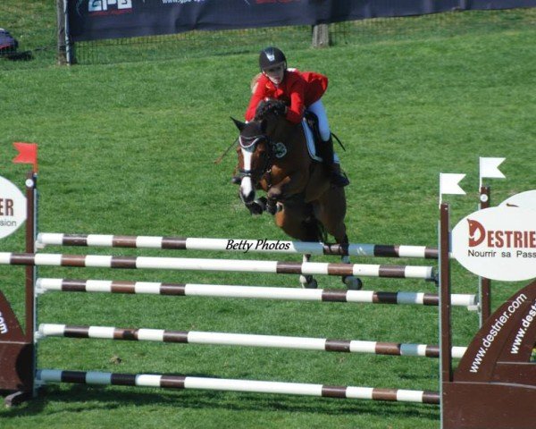 jumper Call Me Campino (German Riding Pony, 2006, from Charm of Nibelungen)
