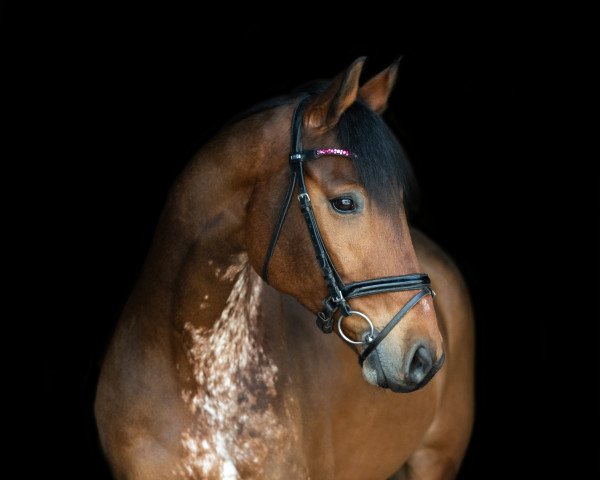 jumper Coverboy 8 (Hanoverian, 2010, from Conteur)