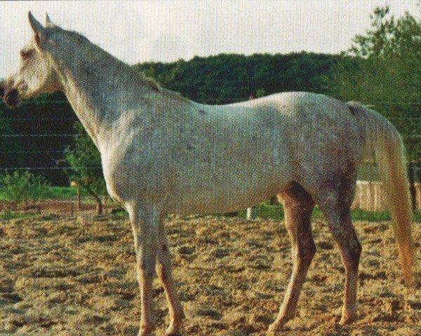 horse Shalima (Arabian, 2003, from Davidoff ox)