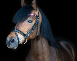 Springpferd Marylex (Deutsches Reitpony, 2006, von Hesselbjerggard Justice)