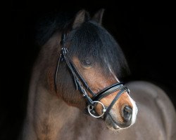 dressage horse Simon 148 (Welsh, 2007)