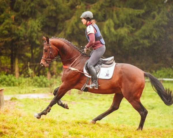 Deckhengst Cornut (Trakehner, 2017, von Heops)
