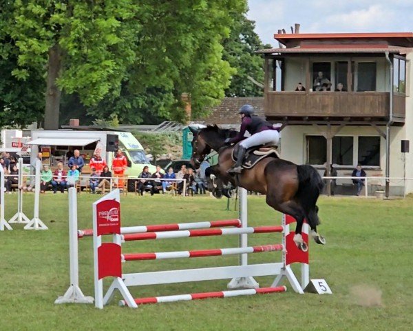 jumper Classico Blue W (Oldenburg show jumper, 2017, from Chacoon Blue)