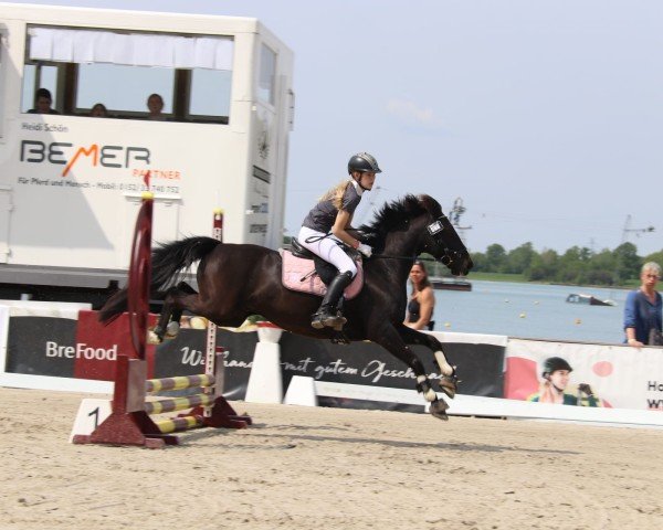 jumper Arthur 78 (Pony without race description, 2012)