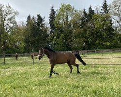 jumper La Vie Est Belle 11 (German Sport Horse, 2015, from Lockstedter Esc)