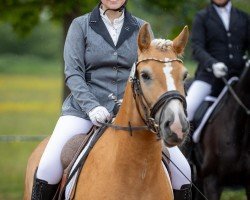 dressage horse Nando 583 (Edelbluthaflinger, 2019)