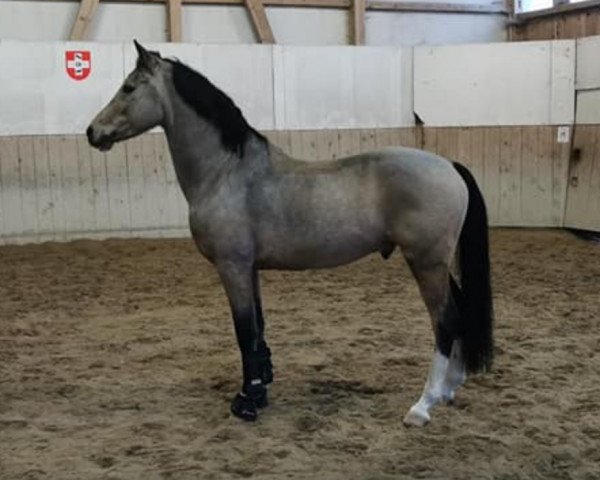 dressage horse Centaurus D'Arx (German Riding Pony, 2010, from Top Champy)