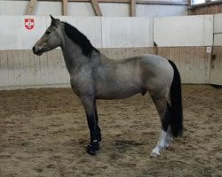 dressage horse Centaurus D'Arx (German Riding Pony, 2010, from Top Champy)