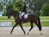 dressage horse Fifty Cent D'Arx (Hanoverian, 2009, from Fürst Romancier)