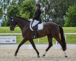 dressage horse Fifty Cent D'Arx (Hanoverian, 2009, from Fürst Romancier)