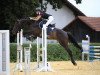 jumper Highlight Rz (Austrian Warmblood, 2013, from Shamal xx)