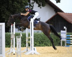 Springpferd Highlight Rz (Österreichisches Warmblut, 2013, von Shamal xx)