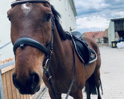 Springpferd Matador 229 (Polnisches Warmblut, 2010, von Azer)