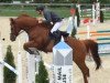 jumper Casino Royal II CH (Swiss Warmblood, 2007, from Comet A.S. FL.)